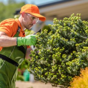 entretenir votre jardin et taille de haies saison